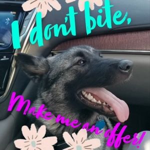 🐶 I DON'T BITE!! MAKE ME AN OFFER! 🐶